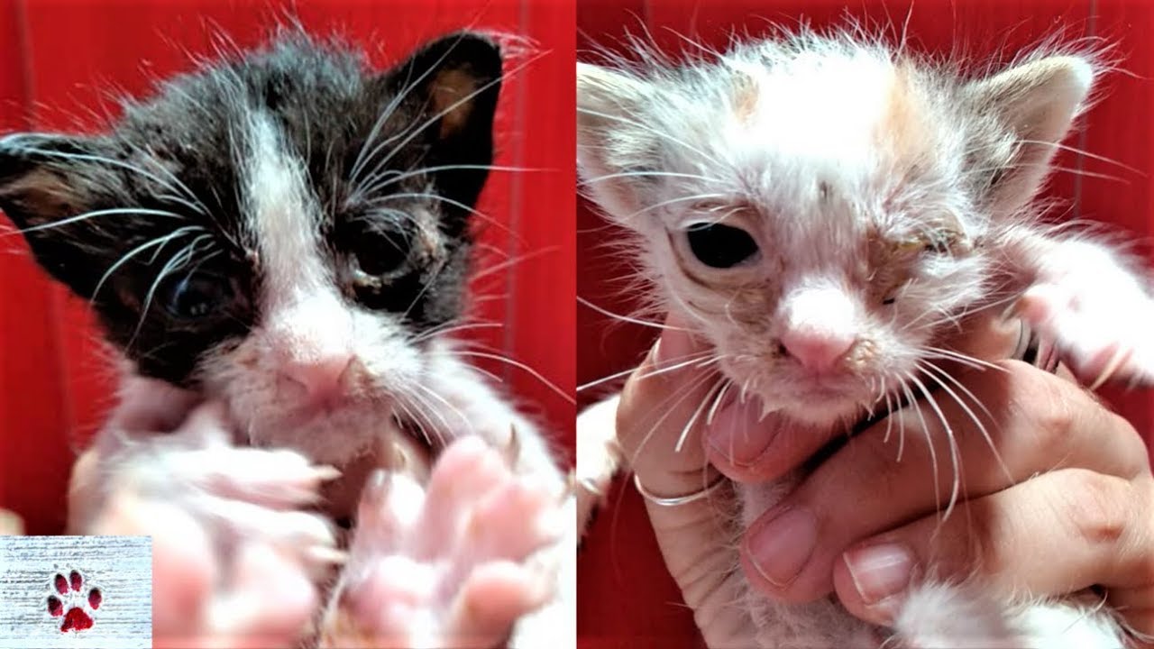 abandoned baby kitten care