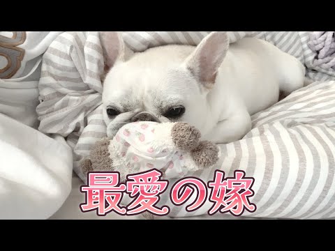 嫁を愛する一途なぽーちゃん【フレンチブルドッグ frenchbulldog】