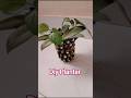 Pista Shell planter #diy #craft #planter #shortsfeed #shorts #trending #viral #yt #pistashellcrafts