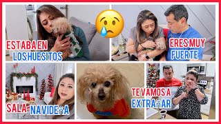 MURIO MI JOELITO 😢 ÚLTIMOS DÍAS DE JOELITO 🐶 DECORACIÓN NAVIDEÑA DE LA SALA 🎄