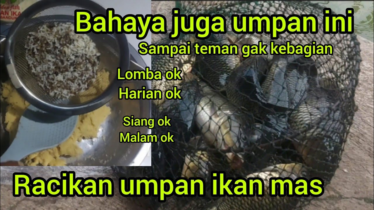 BAHAYA JUGA UMPAN INI,,,!!! sampai teman gak kebagian,,racikan umpan ikan mas jitu, lomba dan harian