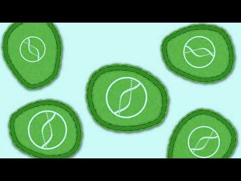 Phytoplankton and the ocean;a review from Kalila Morsink #akuakultur #ubb #algae #pakanalami