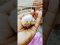 Beautiful 😍 ❤️ cocktail parrot Baby#video #birds #talkingparot #love #cocktail ,❤️❤️❤️🐦🦜🦜🧡
