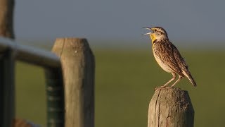 Poslechněte si zpěv Western Meadowlark