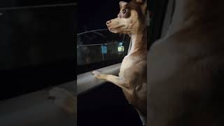 soy Bingo Bayolett 🎀 soy la consentida de la casa ! #fyp #fypシ゚viral #dog #pets #humor #cute