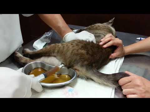 วีดีโอ: ท่อน้ำอสุจิในแมว