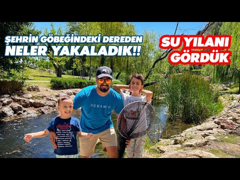 Derede Kepçeyle Çeşit Çeşit Canlılar Yakaladık !! / Tiny Stream Fishing