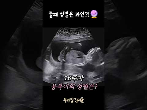 둘째의 성별은...?! #젠더리빌 #둘째