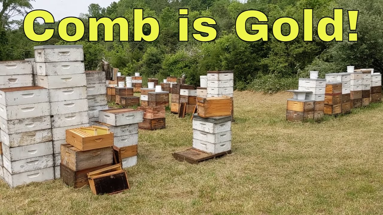 🔵How We Get More Combs For Honey.