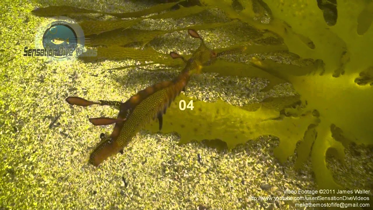 Sydney Weedy Sea Dragon Underwater Stock Footage Video.mp4 