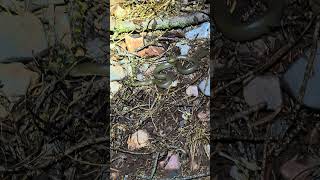 Beautiful N. Utah rubber boa! Please check out our long form videos each Saturday!