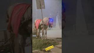 A  intrat în dotarea poliţiei ? #vlog #politia #police #fypシ #viral #video #horse