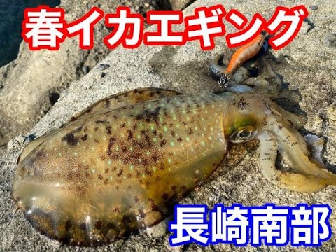 長崎 春イカ エギング Youtube