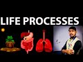 !!CLASS(10th)!! NCERT (LIFE PROCESS) PART4!!#education