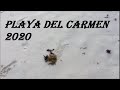 Playa Del Carmen Hoy 11 De Enero Del 2020 | Mamitas Beach Y 38 Norte | Poco Sargazo