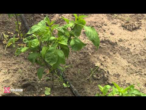 Video: Black Bacterial Speck Of Pepper