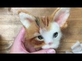 羊毛フェルトで作るリアル猫☆三毛猫の作り方☆