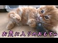 新しい猫じゃらしを買ったら反応が良すぎた！【マンチカンの子猫】/When I bought a new cat toy, the reaction was too good!