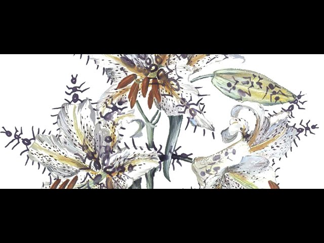 Coffee with a Curator: The Art and Science of Botanical