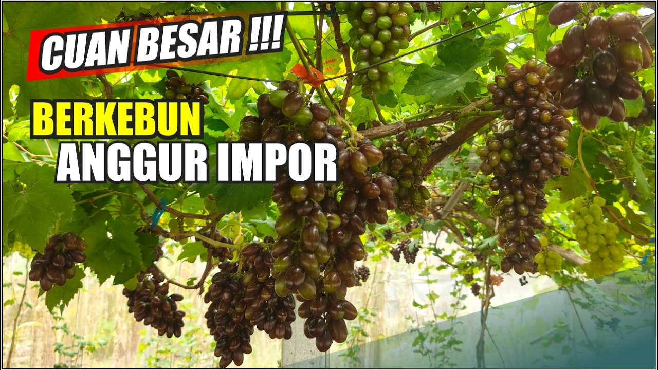 БОЛЬШАЯ ПРИБЫЛЬ ОТ САДОВОДСТВА И ИМПОРТНОГО ВИНОГРАДА