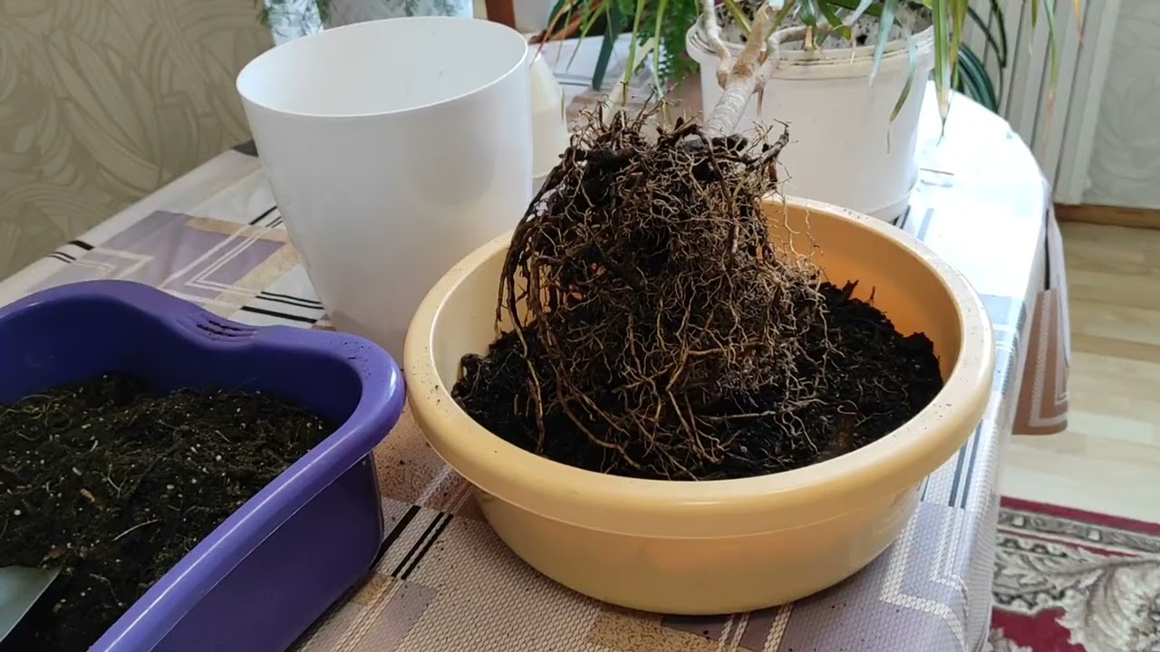 ДРАЦЕНА Маргината. ПОСТУПАЙТЕ с ней именно ТАК и получите ГИГАНТА в квартире. МЕТОДИЧКА НОВИЧКАМ.