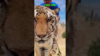 Orang ini Bisa Menjinakkan Harimau‼️😱 #shorts #faktaunik #kangunik