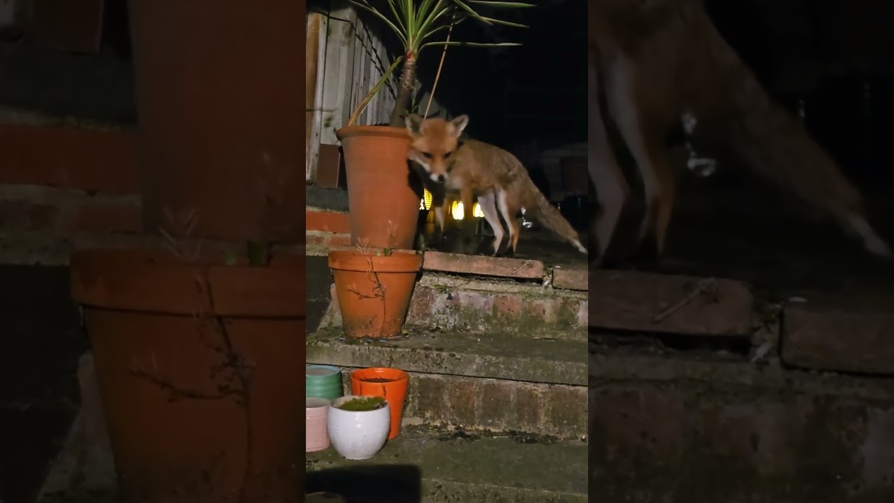 CUTE FOX WANTS TO PLAY🦊🐺🦊 AT NIGHT 💜💜💜 ADORABLE