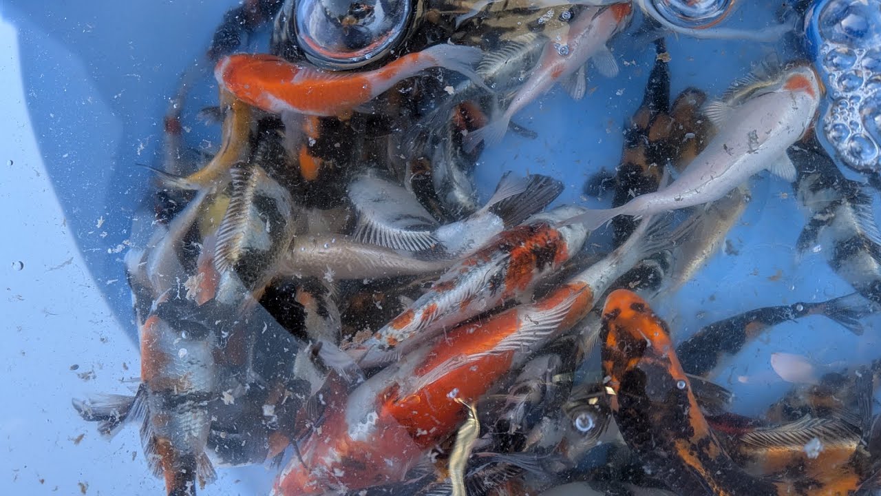 500L水槽で飼育する錦鯉　選別と清掃#koi #錦鯉 #nishikigoi 