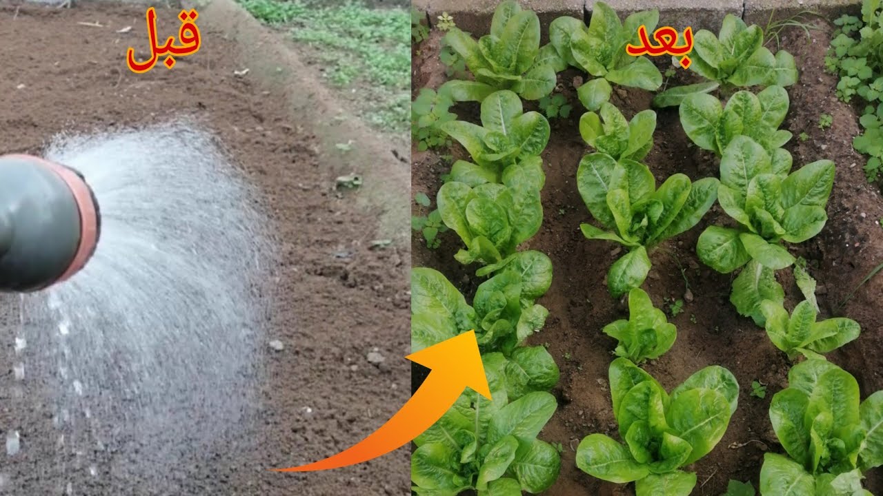 زراعة الخص خطوة بخطوة من البذور حتى الحصاد