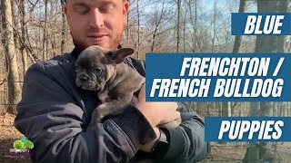 Blue French Bulldog/Frenchton: Everything You Need to Know!