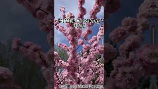 Double Flowering Plum