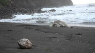 Harbor Seal - Waimanu Valley