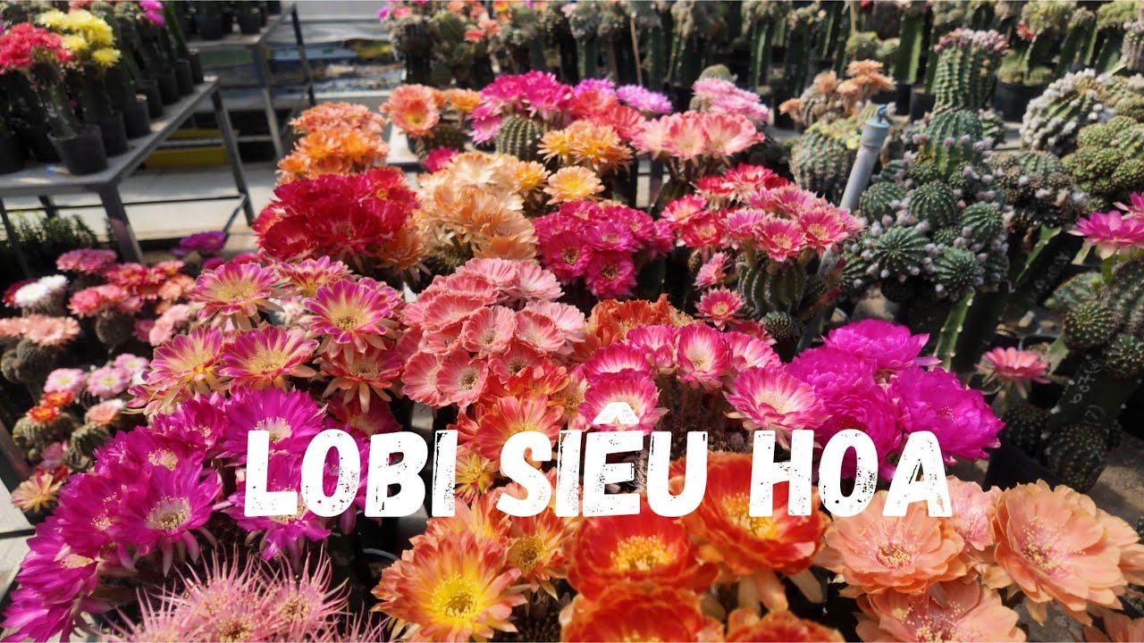 HÌNH ẢNH VƯỜN HOA XƯƠNG RỒNG SIÊU ĐẸP vào một ngày NỞ RỘ 