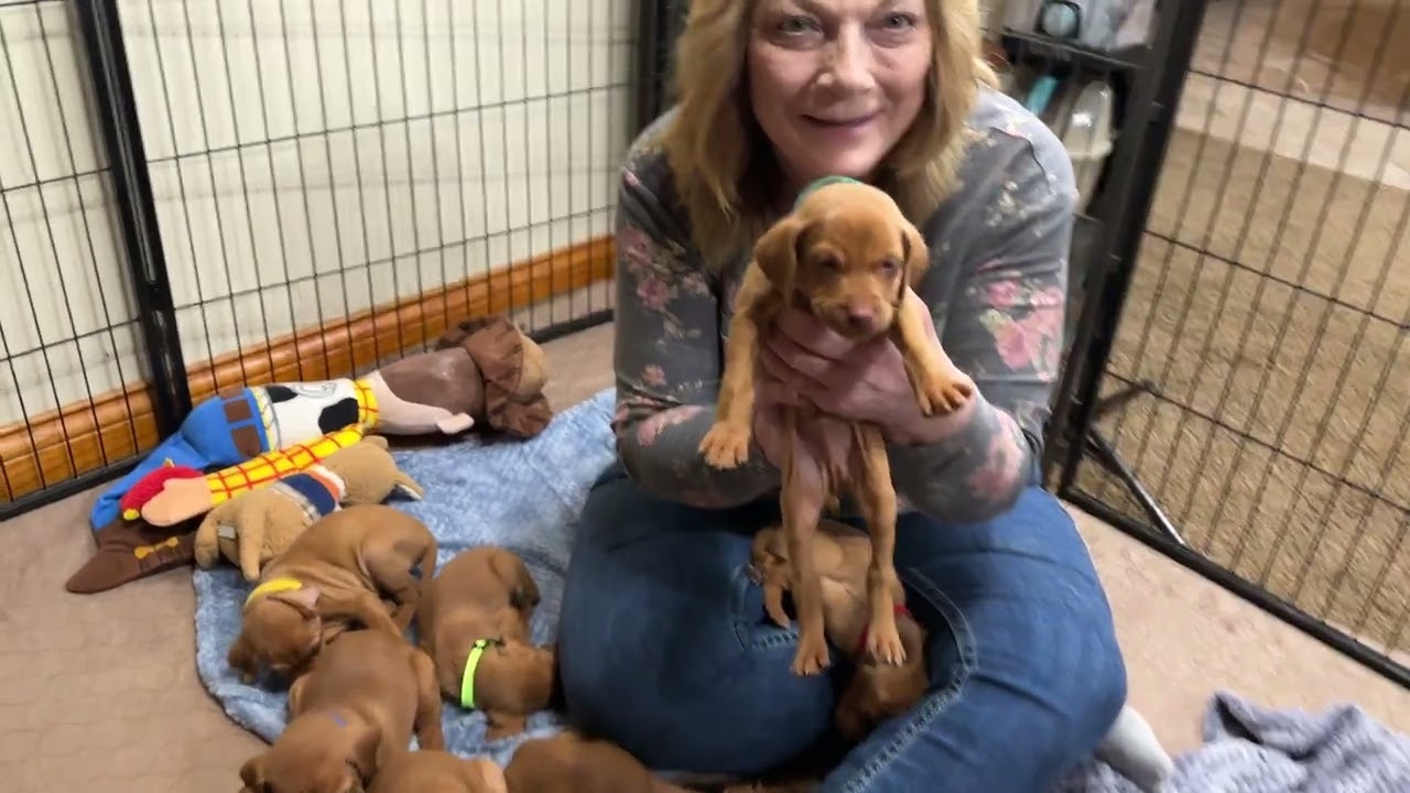 Bourbon's Vizsla Puppies Week 3