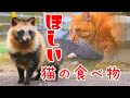 臆病たぬきでも、猫の食べ物が欲しい!!猫の食事に参加したいタヌキ