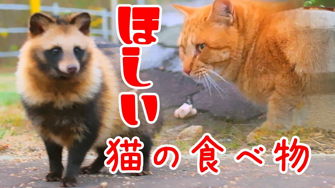 たぬきの動画｜猫の食事に参加したいタヌキ｜yohaku_photo