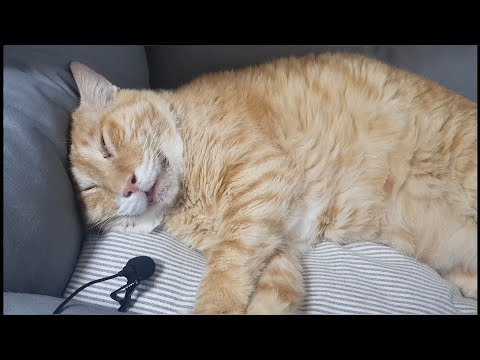 노묘 고양이 코골이 미쳤다ㅋㅋㅋ