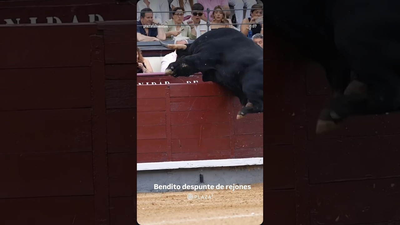 toro bravo salta al callejon plaza las ventas madrid #shorts