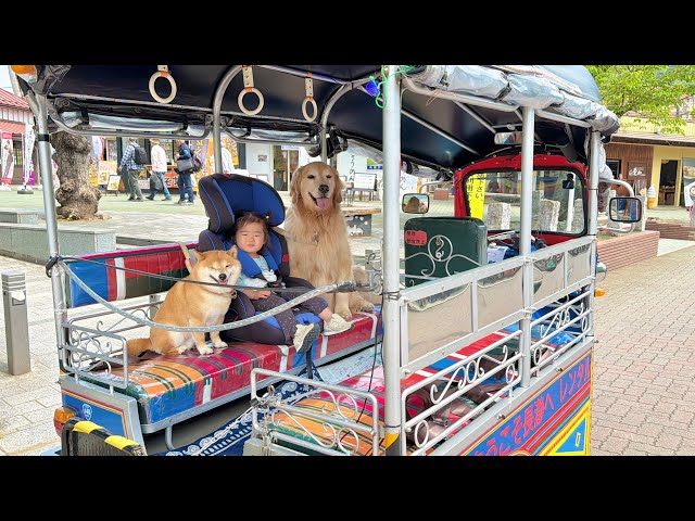 乗り物が大好きな豆柴とゴールデンレトリバーと2歳児を思い切り楽し