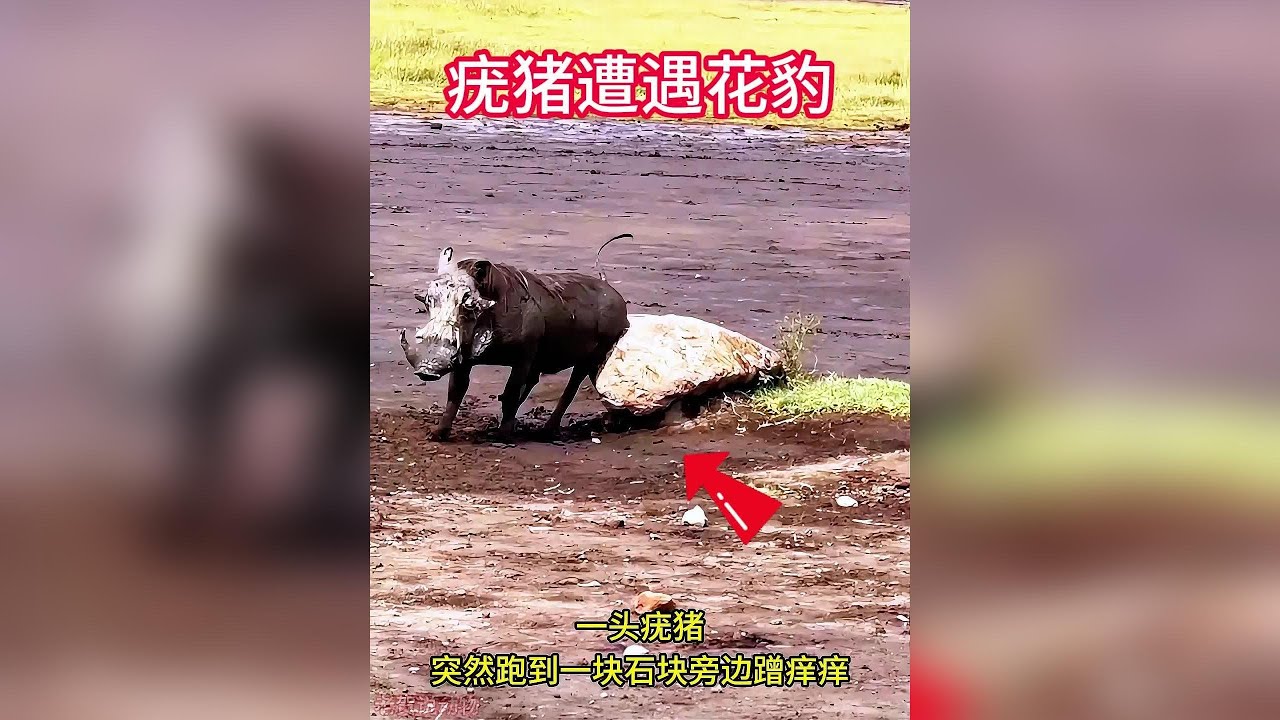 A hilarious encounter between a warthog and a leopard