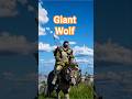 Early game Giant Wolf in Crimson Desert  #CrimsonDesert #mount  #actionadventure #openworld #rpg