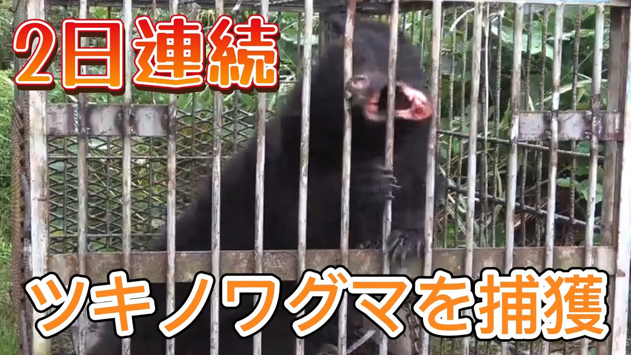 ツキノワグマ（親子）を捕獲。（一部加工して再アップロードしました）