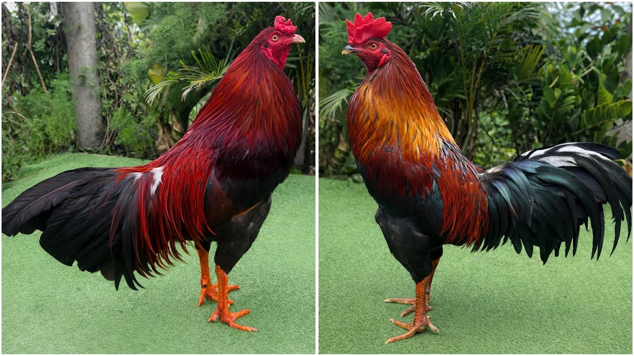 8/2 #top5 Em có Cú  lưởng nhãn , Bông lắt mặt AE mến LH:0708.33.44.99 #xuhướng #thinhhanh #ganoi 