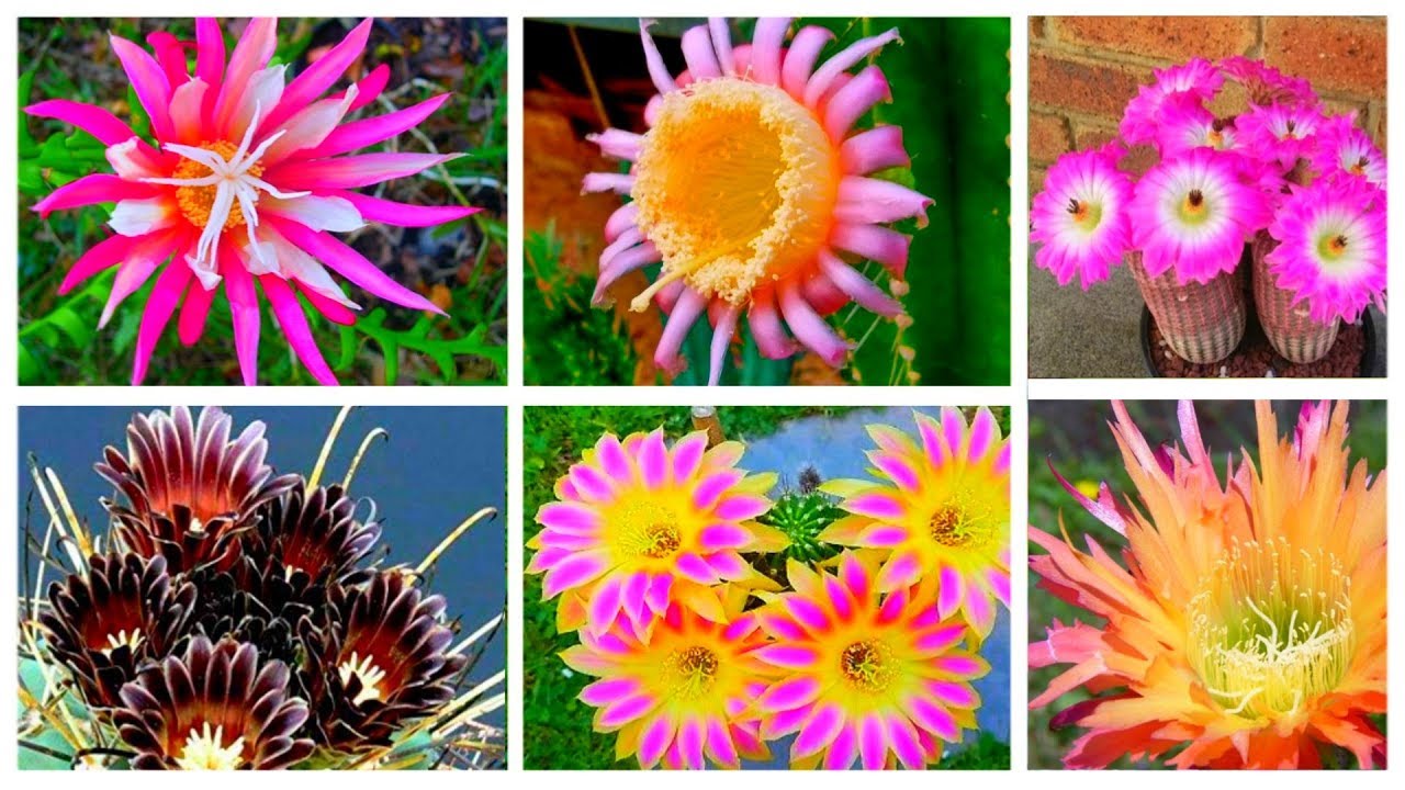 30 Cactus With The Most Beautiful Flowers