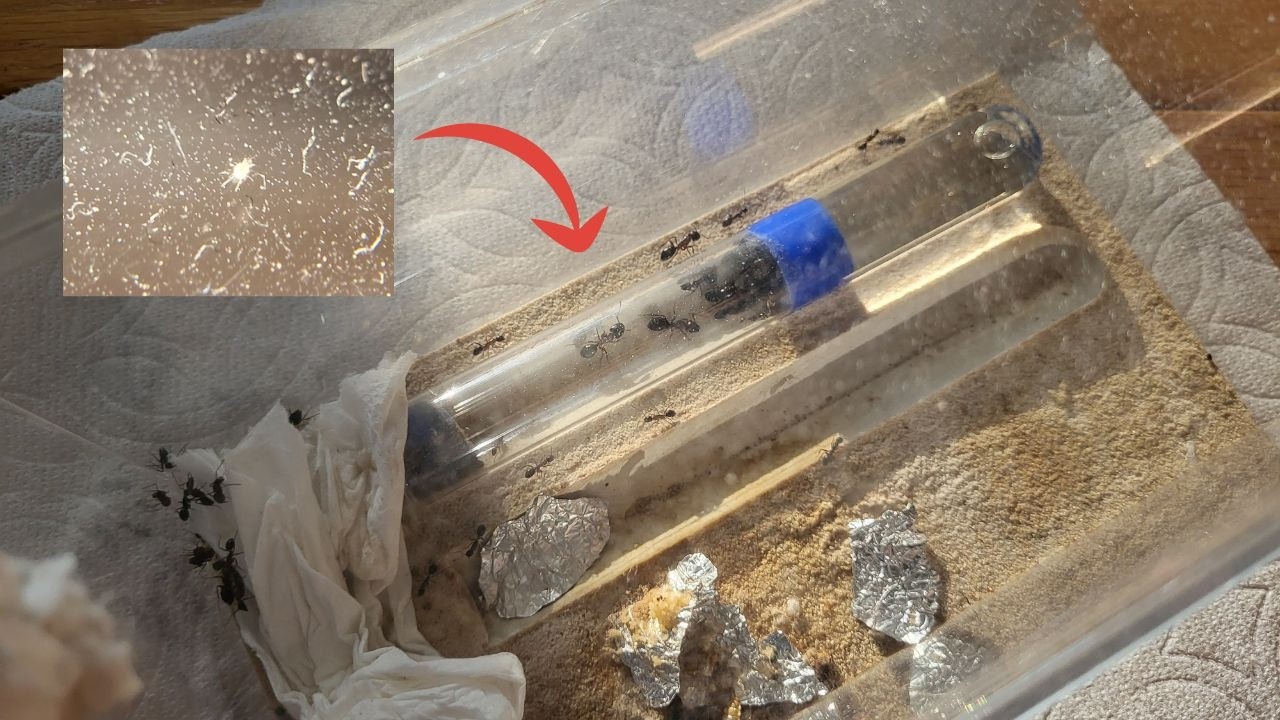 How to Remove Non-Parasitic Mite Infestations (READ DESCRIPTION!!!)