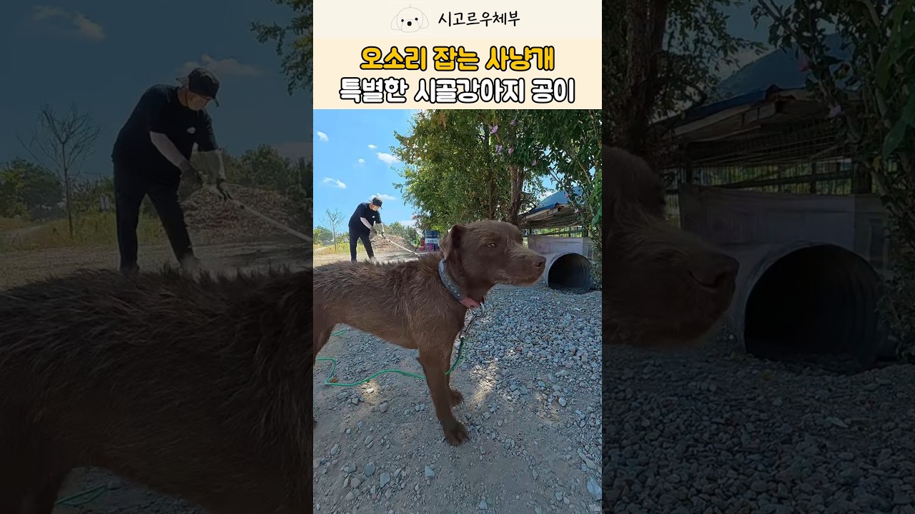 무서운 사냥개라구요? 세상 순둥이 2살 공이의 반전 매력 🐶 #강아지 #반려견 #shorts
