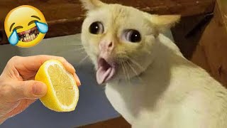 FUNNIEST VIDEO CATS & DOGS 2024🐶🐱 | CATS MAKE BAD FACES 😂 BEST VIDEO ANIMALS COMPILATION EP 8😍😂