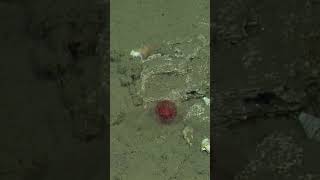 Always love a splash of color on the seafloor ❤️⁠