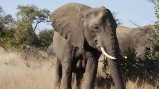 Elephant herd surrounds the game vehicle