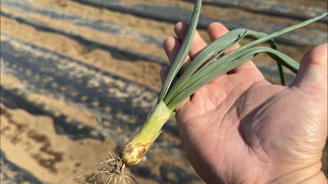 【玉ねぎ栽培】肥料を与える時期を間違えるとトウ立ちして腐ります（追肥のやり方〜育て方のコツ）24/2/21